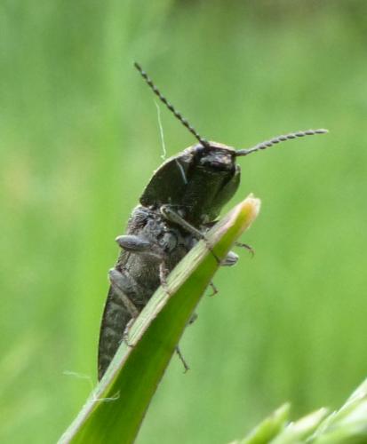 Cidnopus pilosus